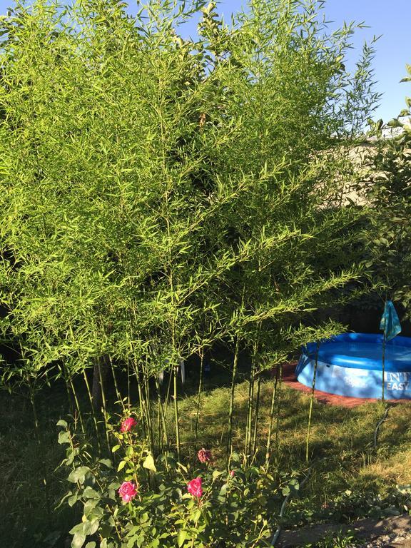 Guesthouse Natali Telavi Eksteriør bilde